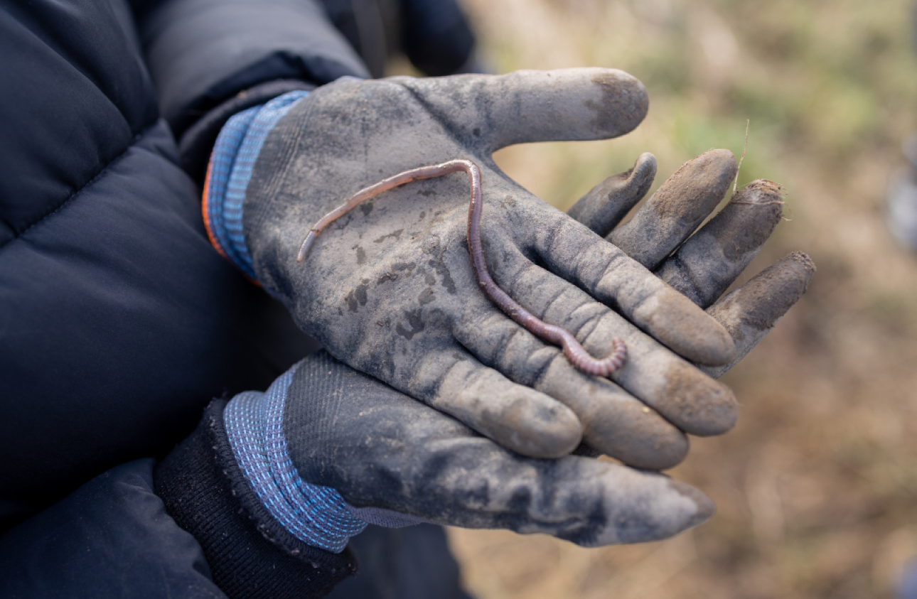 someone holding out their hands and holding a worm