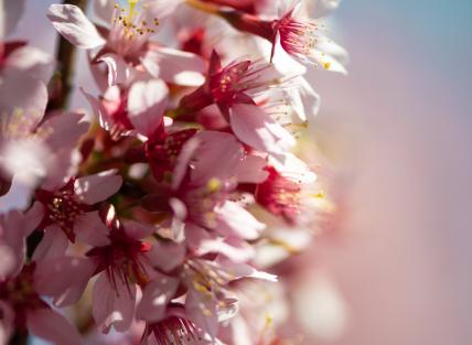 a photograph of pink flowers